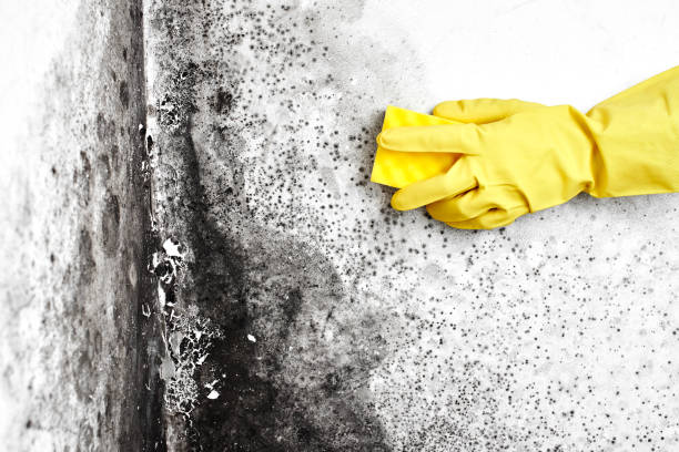 Best Mold Cleaning Services  in East Griffin, GA