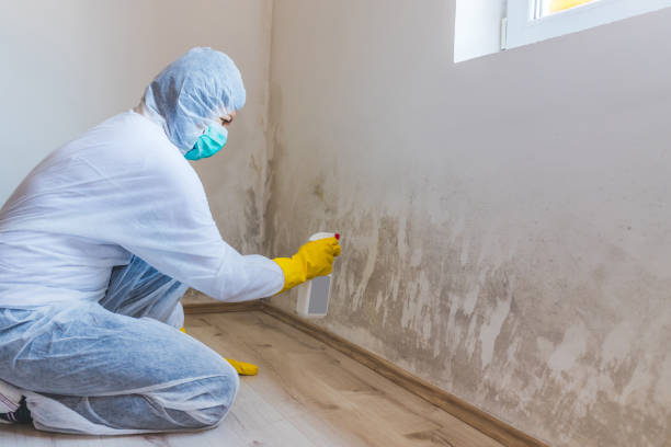 Best Attic Mold Removal  in East Griffin, GA