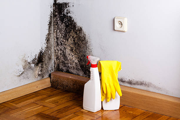 Mold Testing and Removal in East Griffin, GA