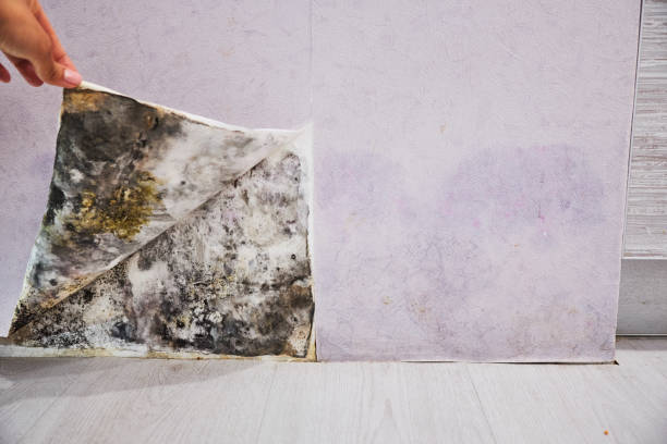 Reliable East Griffin, GA Mold Removal Solutions